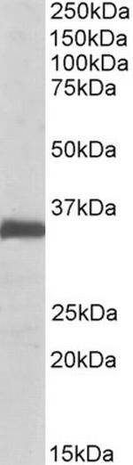 Ephrin B2 Antibody in Western Blot (WB)