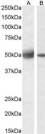 ARTS Antibody in Western Blot (WB)