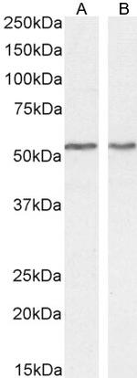 ARTS Antibody in Western Blot (WB)