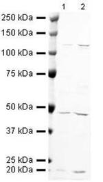 BAF53A Antibody in Western Blot (WB)