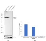 Lamin B1 Antibody in Western Blot (WB)