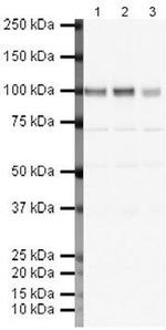 GluR2 Antibody in Western Blot (WB)