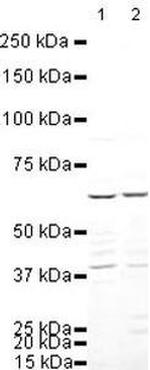 IRF5 Antibody in Western Blot (WB)