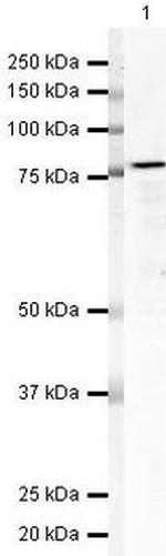 Nucleolin Antibody in Western Blot (WB)