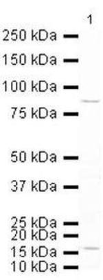 FOXO3A Antibody in Western Blot (WB)