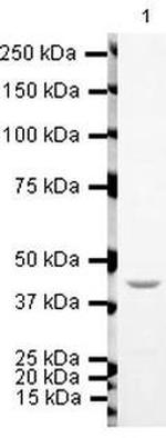 TIP60 Antibody in Western Blot (WB)