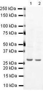 Prohibitin Antibody in Western Blot (WB)