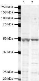 beta Arrestin 1 Antibody in Western Blot (WB)