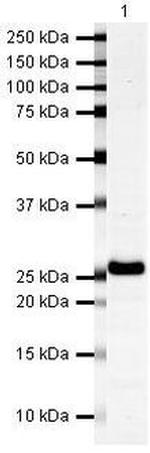 MOG Antibody in Western Blot (WB)