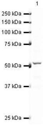 RUNX1 Antibody in Western Blot (WB)