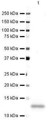 CXCL14 Antibody in Western Blot (WB)