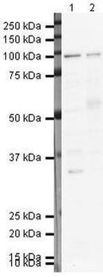 SFPQ Antibody in Western Blot (WB)