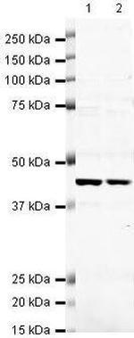 CDK9 Antibody in Western Blot (WB)