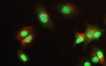 MSK2 Antibody in Immunocytochemistry (ICC/IF)