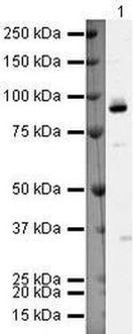 MSK2 Antibody in Western Blot (WB)