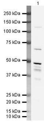 MBNL1 Antibody in Western Blot (WB)