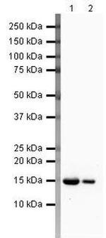 FABP3 Antibody in Western Blot (WB)