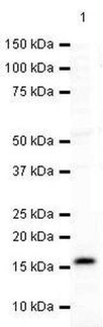 gamma Synuclein Antibody in Western Blot (WB)