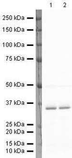 LDHA Antibody in Western Blot (WB)