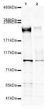 eIF4G Antibody in Western Blot (WB)