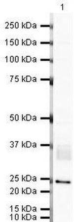 CD82 Antibody in Western Blot (WB)