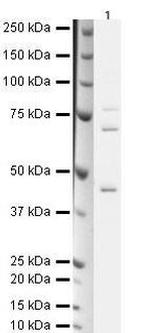 Kindlin Antibody in Western Blot (WB)