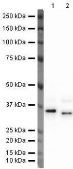 EpCAM Antibody in Western Blot (WB)