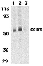 CCR3 Antibody in Western Blot (WB)