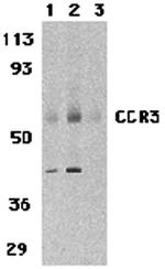 CCR3 Antibody in Western Blot (WB)