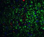 Neurturin Antibody in Immunohistochemistry (IHC)