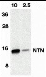 Neurturin Antibody in Western Blot (WB)