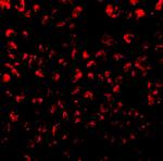 Eotaxin Antibody in Immunocytochemistry (ICC/IF)