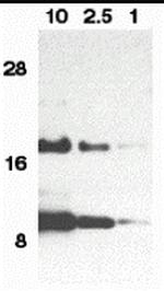 Eotaxin Antibody in Western Blot (WB)