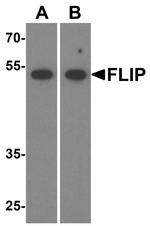 FLIP Antibody in Western Blot (WB)