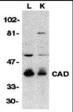 DFFB Antibody in Western Blot (WB)