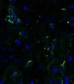 TRAIL-R2 (DR5) Antibody in Immunohistochemistry (Paraffin) (IHC (P))