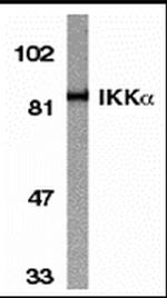 IKK alpha Antibody in Western Blot (WB)