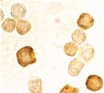 FLIP Antibody in Immunocytochemistry (ICC/IF)