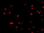 FLIP Antibody in Immunocytochemistry (ICC/IF)