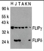 FLIP Antibody in Western Blot (WB)