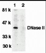 DNase II Antibody in Western Blot (WB)