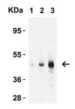 Caspase 9 Antibody in Western Blot (WB)