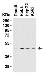 Caspase 9 Antibody in Western Blot (WB)