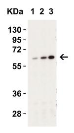 Caspase 9 Antibody in Western Blot (WB)