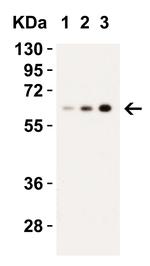 Caspase 9 Antibody in Western Blot (WB)