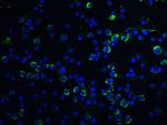 Caspase 9 Antibody in Immunocytochemistry (ICC/IF)