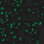 Caspase 9 Antibody in Immunocytochemistry (ICC/IF)