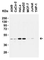 Caspase 9 Antibody in Western Blot (WB)