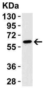 Caspase 9 Antibody in Western Blot (WB)