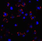 CX3CR1 Antibody in Immunocytochemistry (ICC/IF)